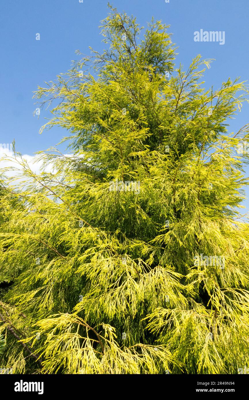 Blue sky, Golden Yellow foliage Coniferous Tree, Port Orford Cypress, Hardy, Port Orford Cedar, Lawson Cypress, Chamaecyparis lawsoniana 'Karaca' Stock Photo