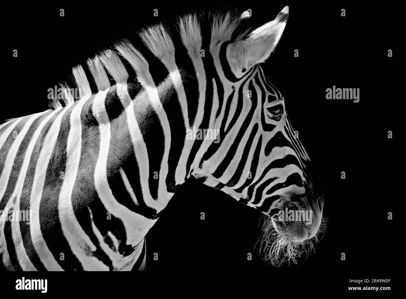 Profile details Black and White Stock Photos & Images - Alamy