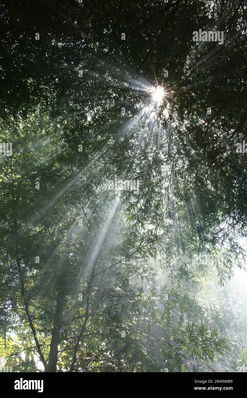 A beautiful scene of a misty day in a forest with sunlight filtering ...