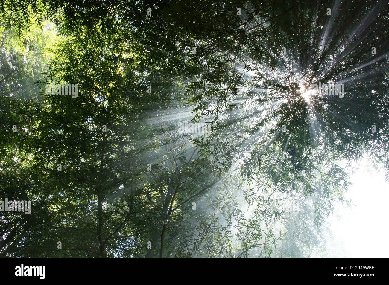 A beautiful scene of a misty day in a forest with sunlight filtering ...
