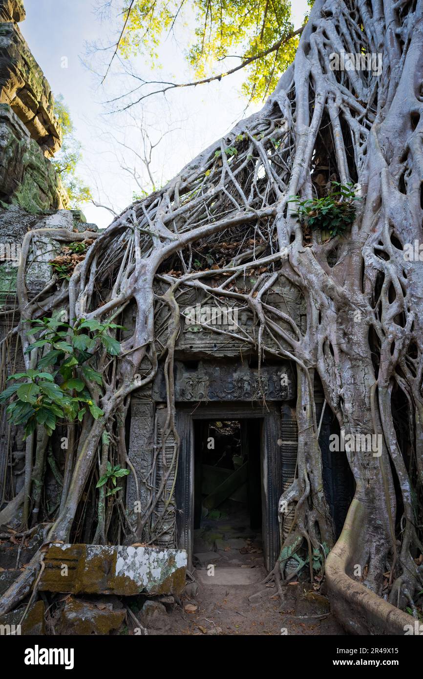 A view of the ancient entrance to the Ta Prohm temple covered in tree roots in Angkor Wat, Cambodia Stock Photo