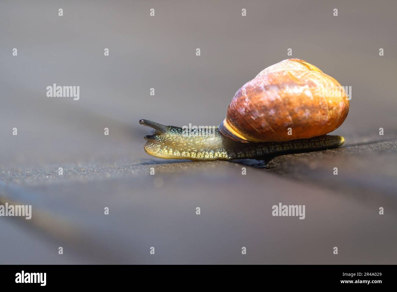 A close-up image of a small snail slowly crawling over a larger one on a dirt road Stock Photo