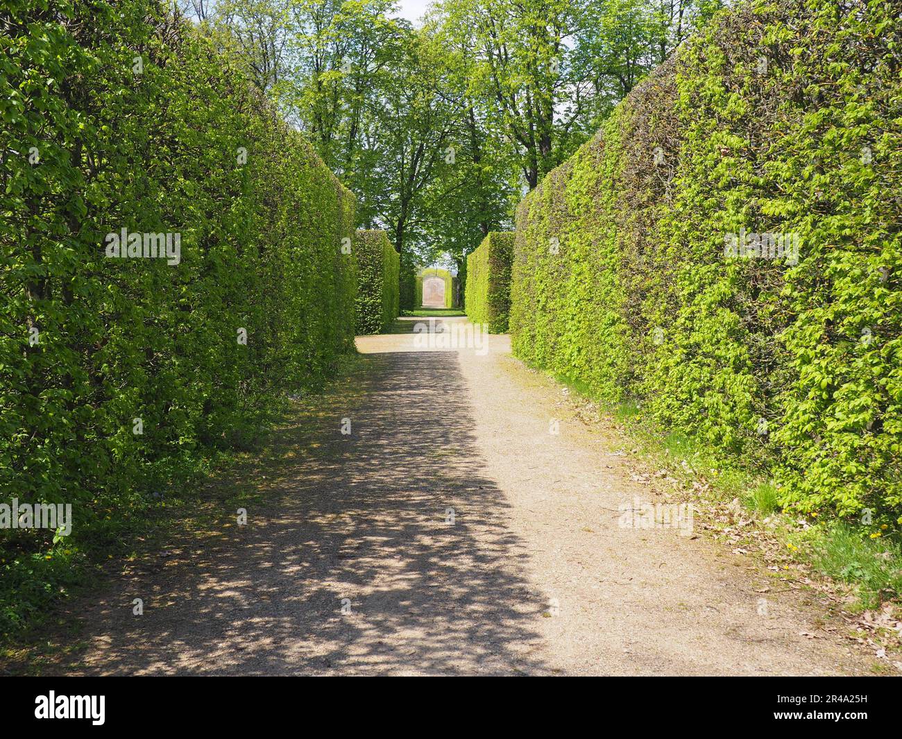 An idyllic rural setting featuring an alley of lush green hedges and ...