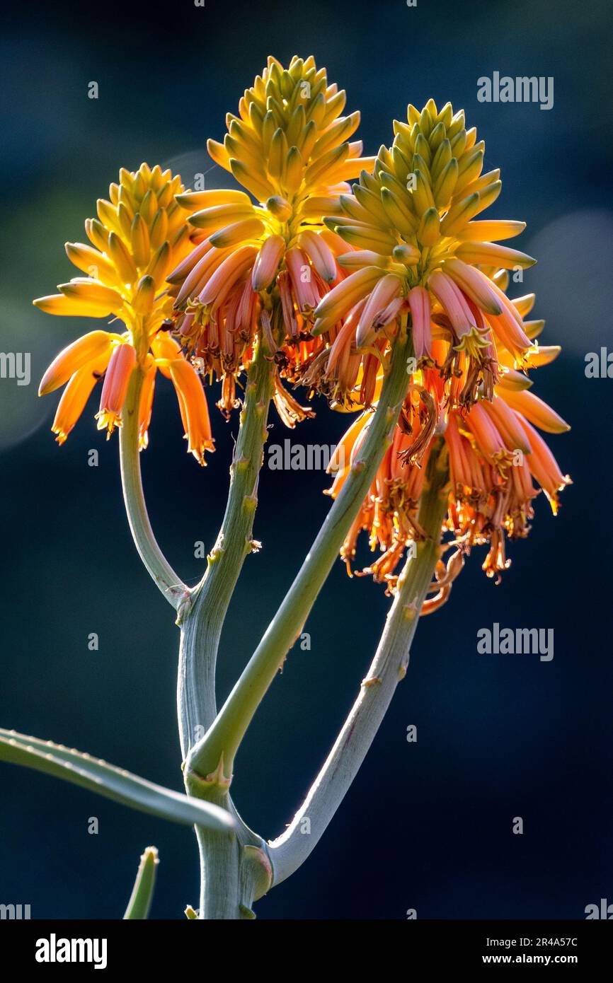 A vibrant close-up view of orange and yellow Aloe grandidentata plant on a  sunny day Stock Photo - Alamy