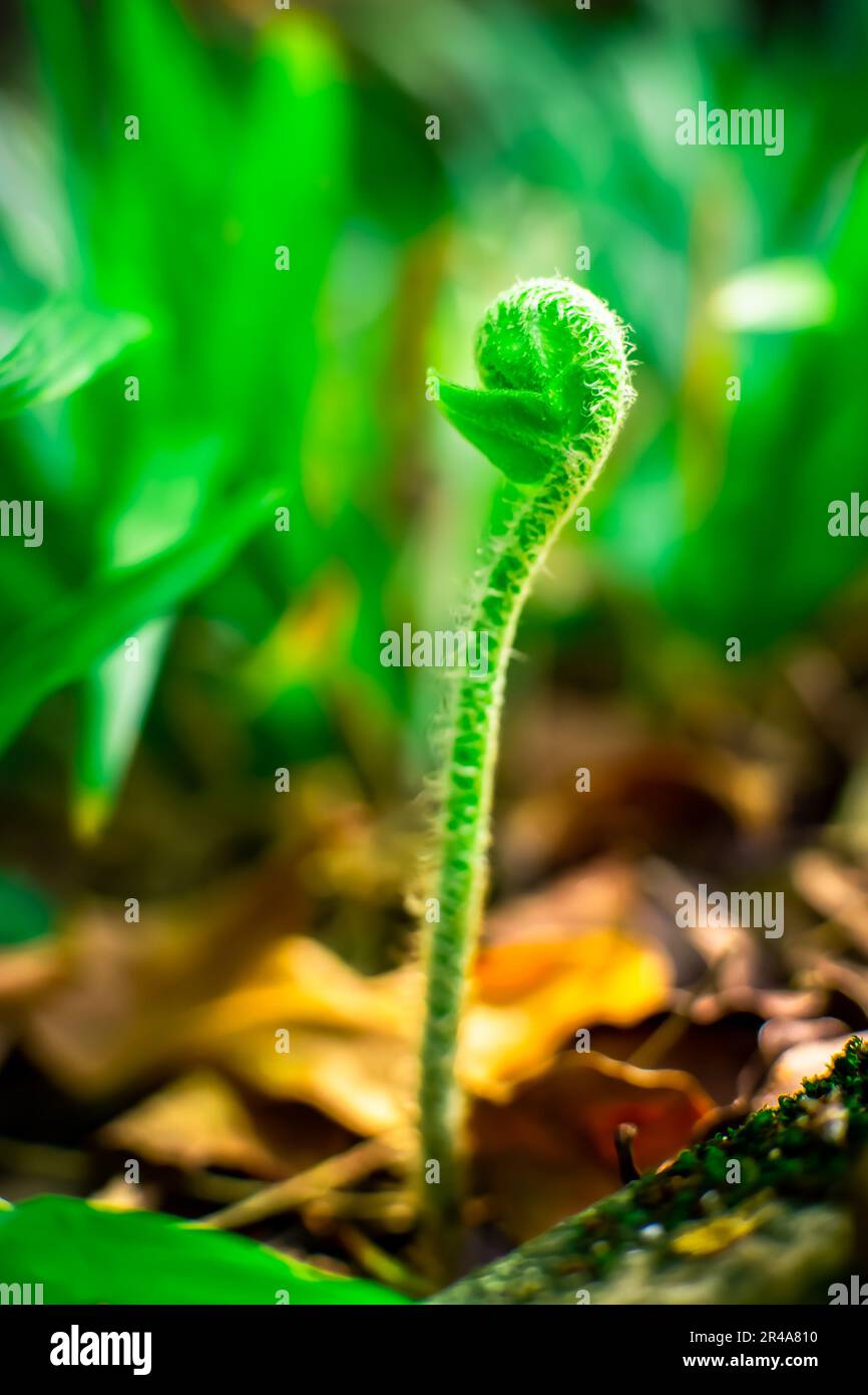 Baby Ferns Plants. Fern Sprout from the ground. Stock Photo