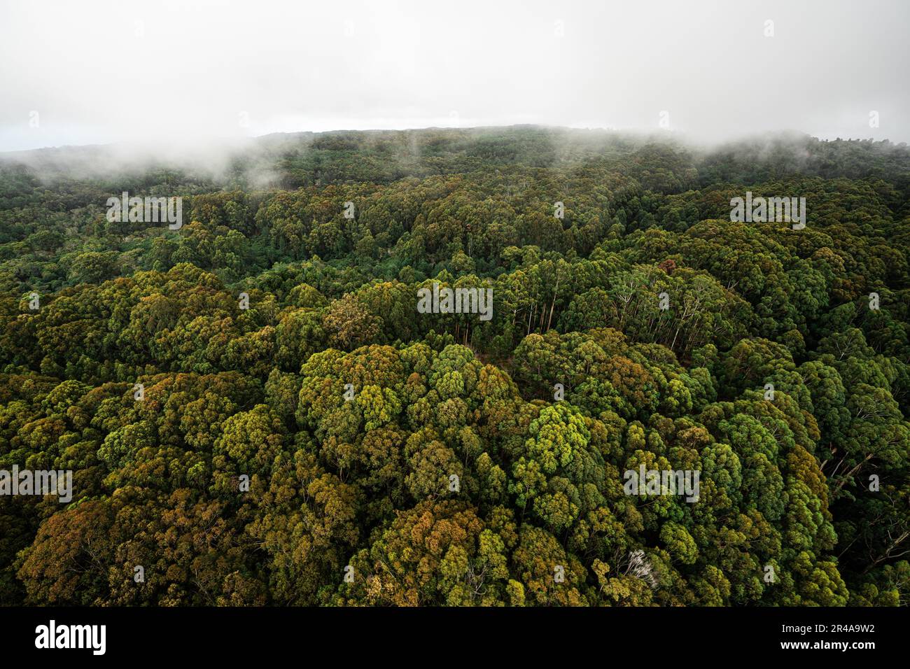 A scenic view of dense green trees in the forest Stock Photo - Alamy