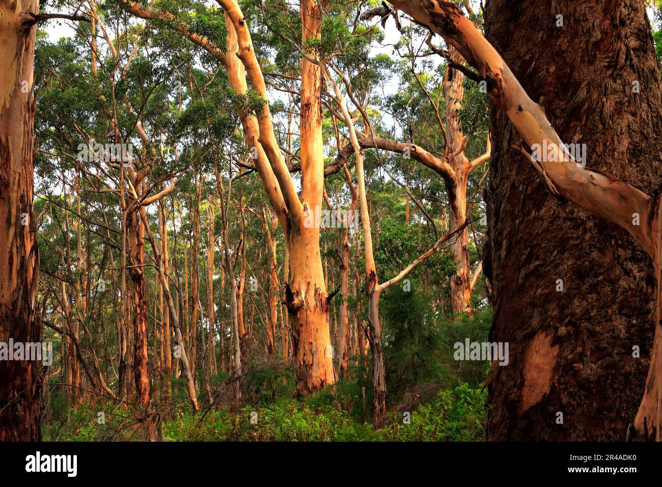 Eucalyptus Forest, Leeuwin - Naturaliste National Park,  Augusta Southwest Australia Stock Photo