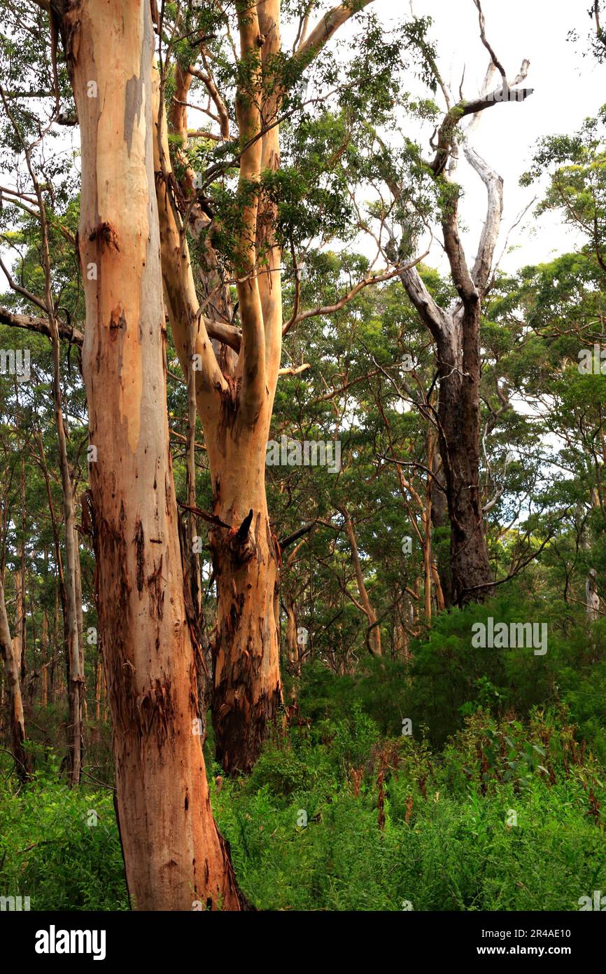 Eucalyptus Forest, Leeuwin - Naturaliste National Park,  Augusta Southwest Australia Stock Photo