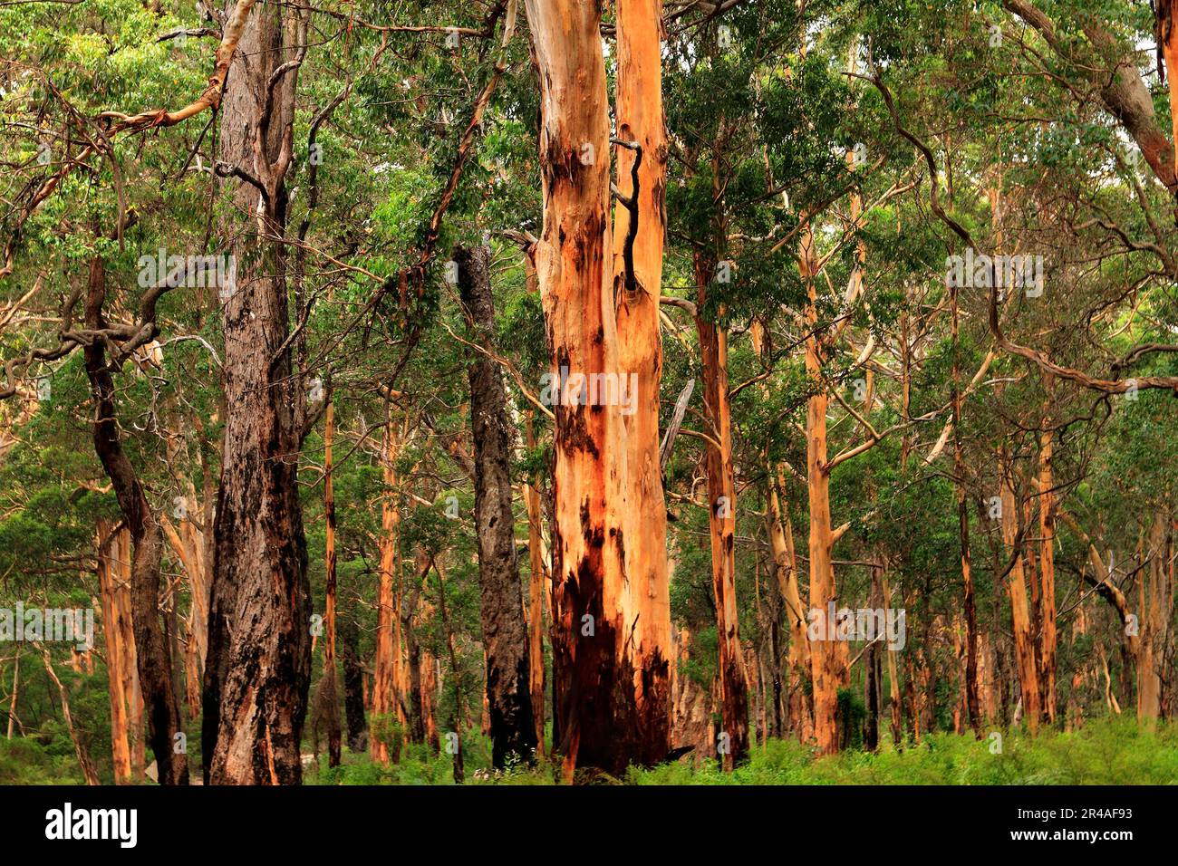 Eucalyptus Forest, Leeuwin - Naturaliste National Park,  Augusta Southwest Australia Stock Photo