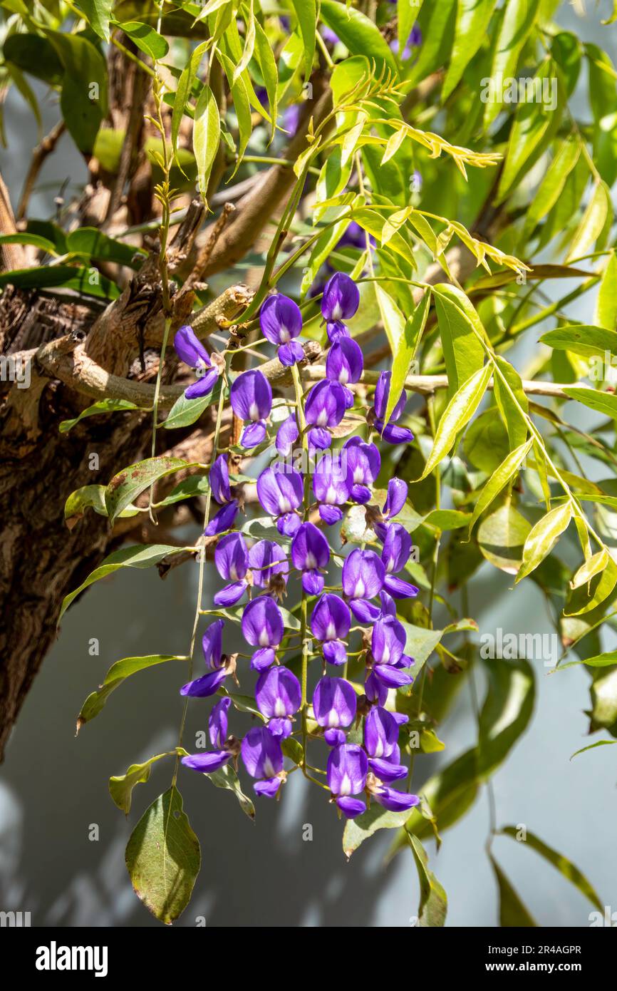 Blooming Chinese Wisteria and Japanese Wisteria Floribunda Macrobotrys . Violet flowers close up. Selective focus Stock Photo