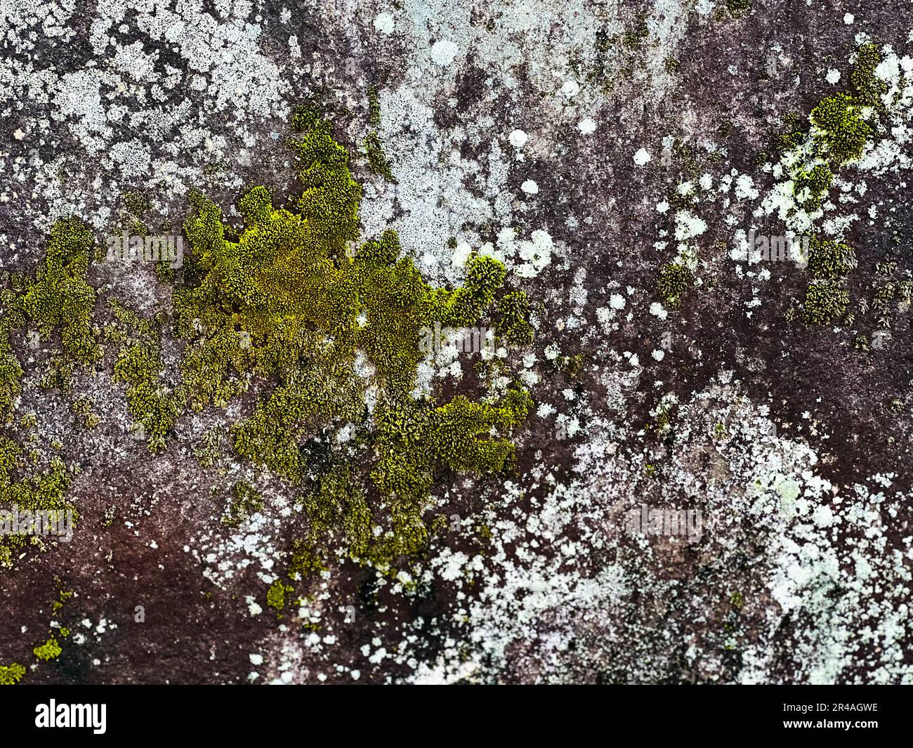 Moss growing on rocks trees hi-res stock photography and images