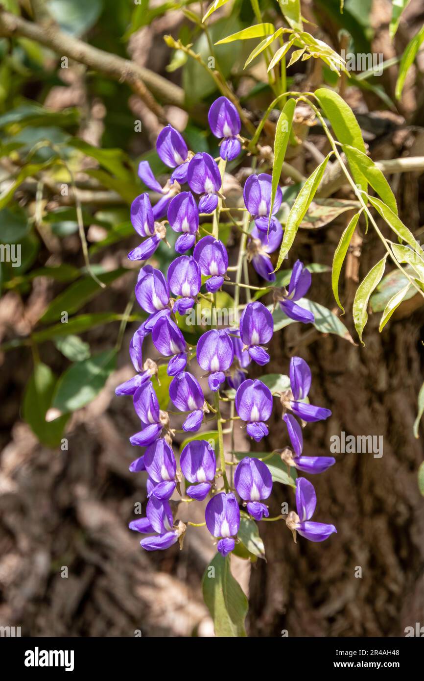Blooming Chinese Wisteria and Japanese Wisteria Floribunda Macrobotrys . Violet flowers close up. Selective focus Stock Photo
