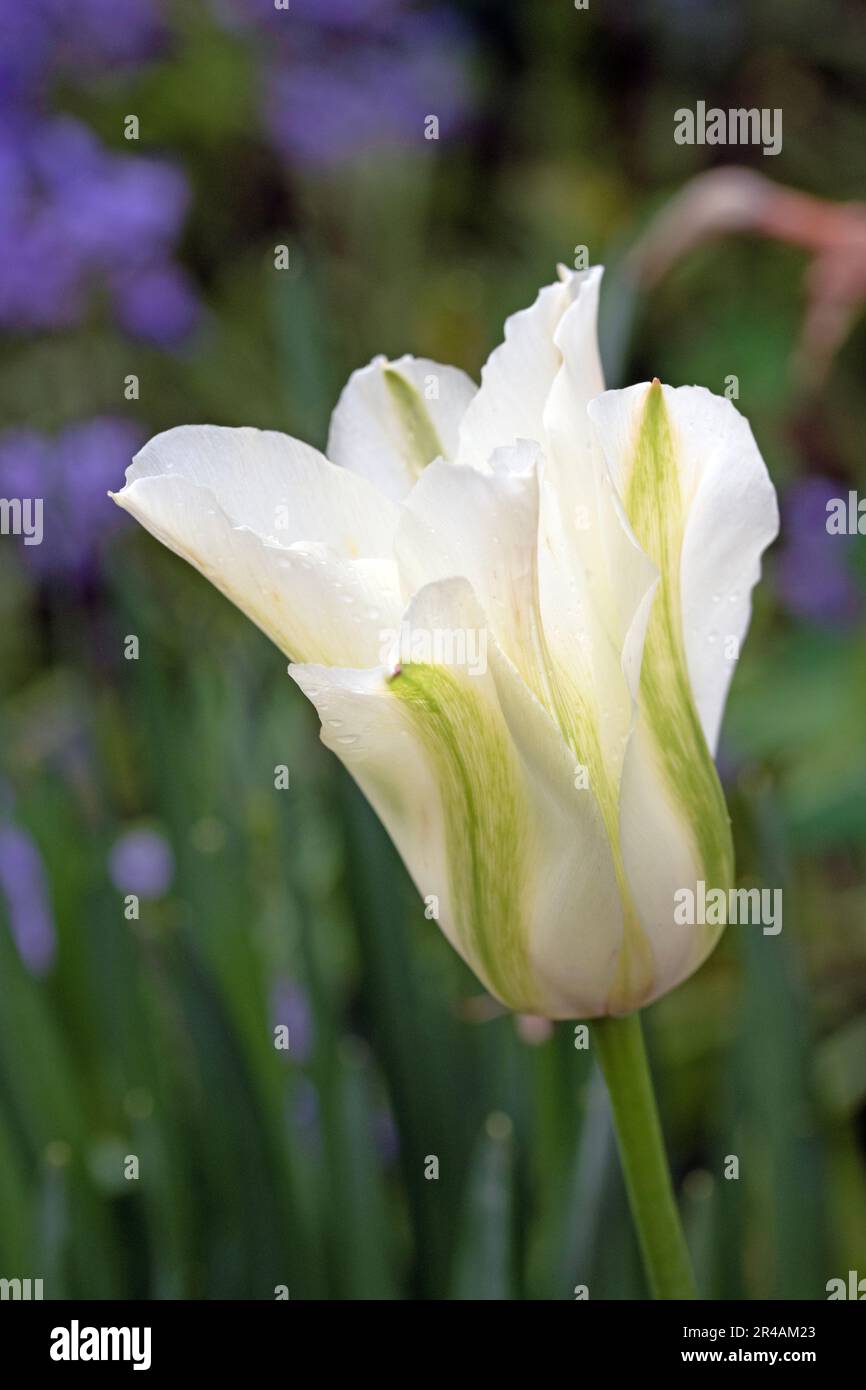 Close up macro image of white tulip Stock Photo - Alamy