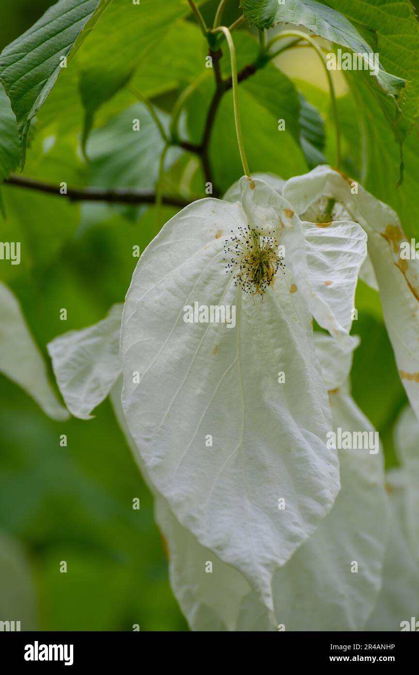Dove tree (handkerchief tree) also known as Ghost tree showing a 'handkerchief' Stock Photo