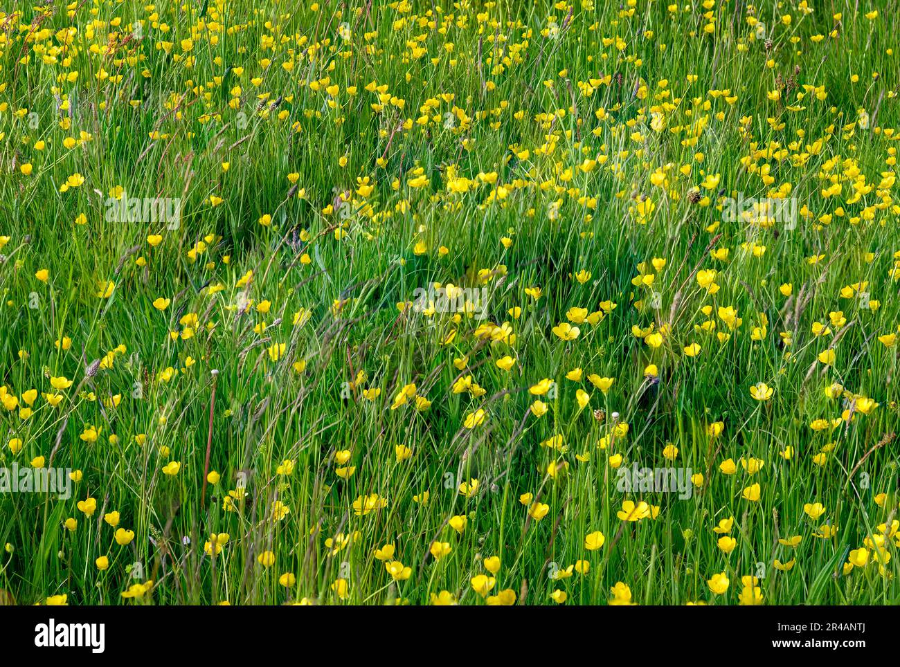 Field of buttercups growing in a meadow Stock Photo Alamy