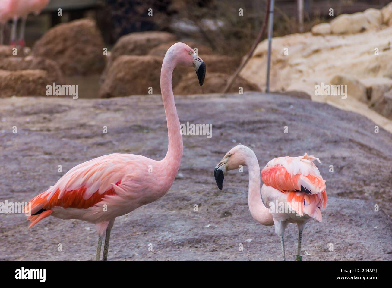 Two pink flamingos stand side by side in an outdoor enclosure, gazing