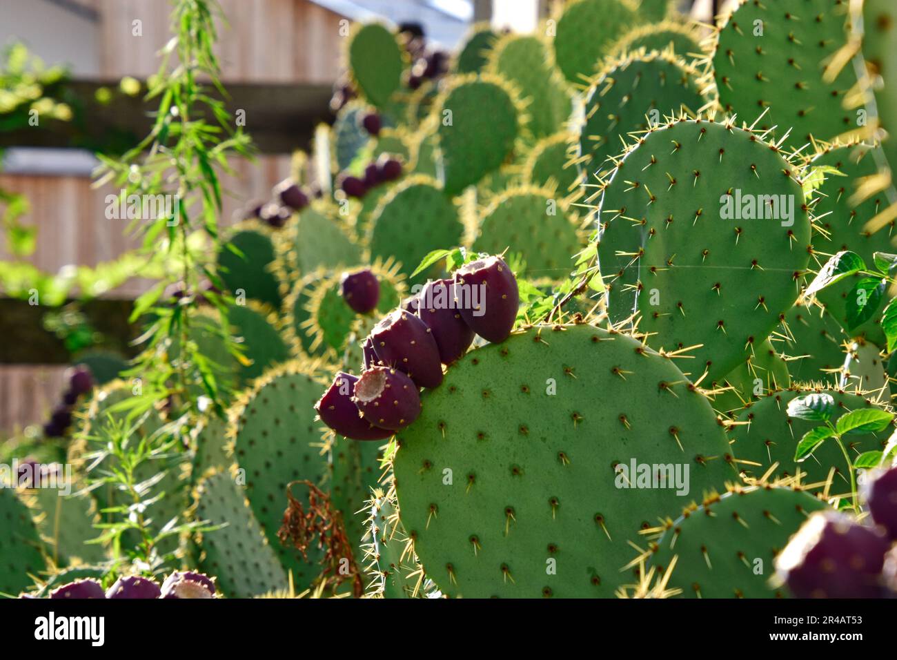 An image of a closeup of a cactus tree with purple-colored fruits covering its branches Stock Photo
