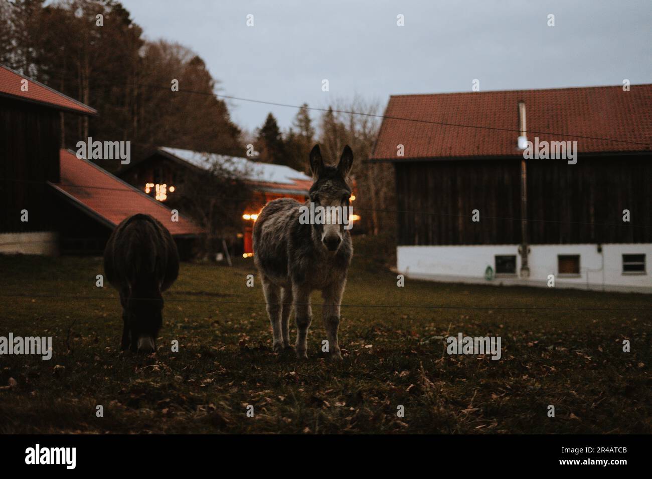 The two donkeys standing in a lush green grassy field in front of a red ...
