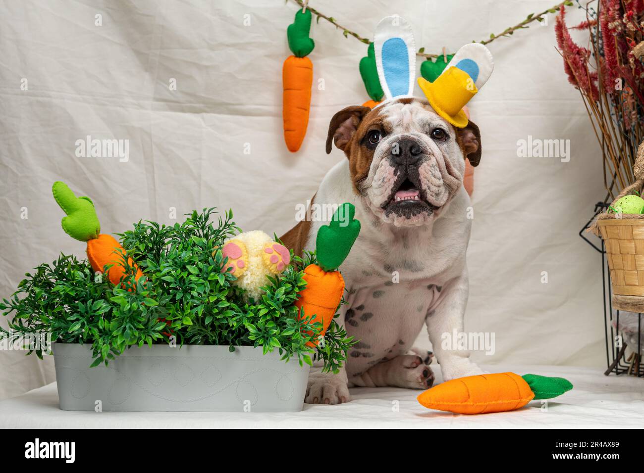 A brown and white bulldog sitting attentively beside a large metal pot filled with freshly-picked vegetables Stock Photo