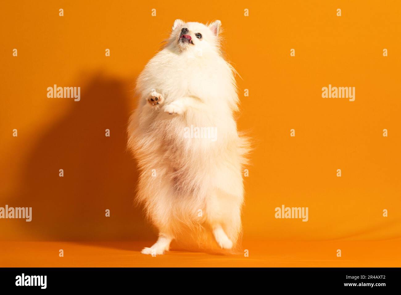 A white and fluffy dog standing upright in anticipation of its owner's return Stock Photo