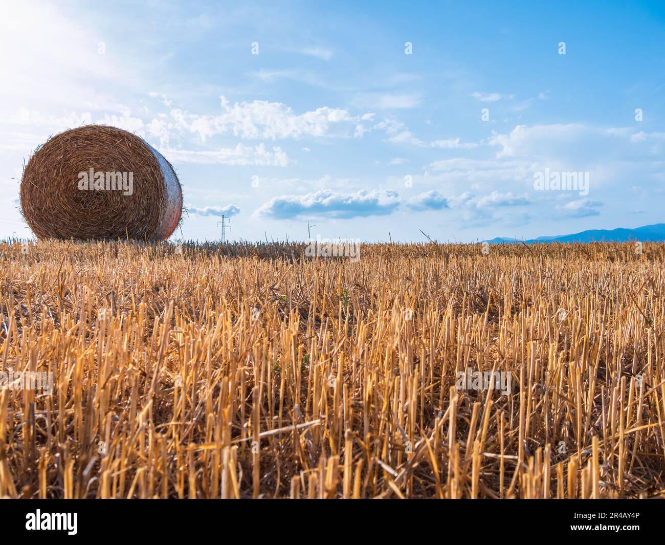 A round hay bale in a field Stock Photo - Alamy