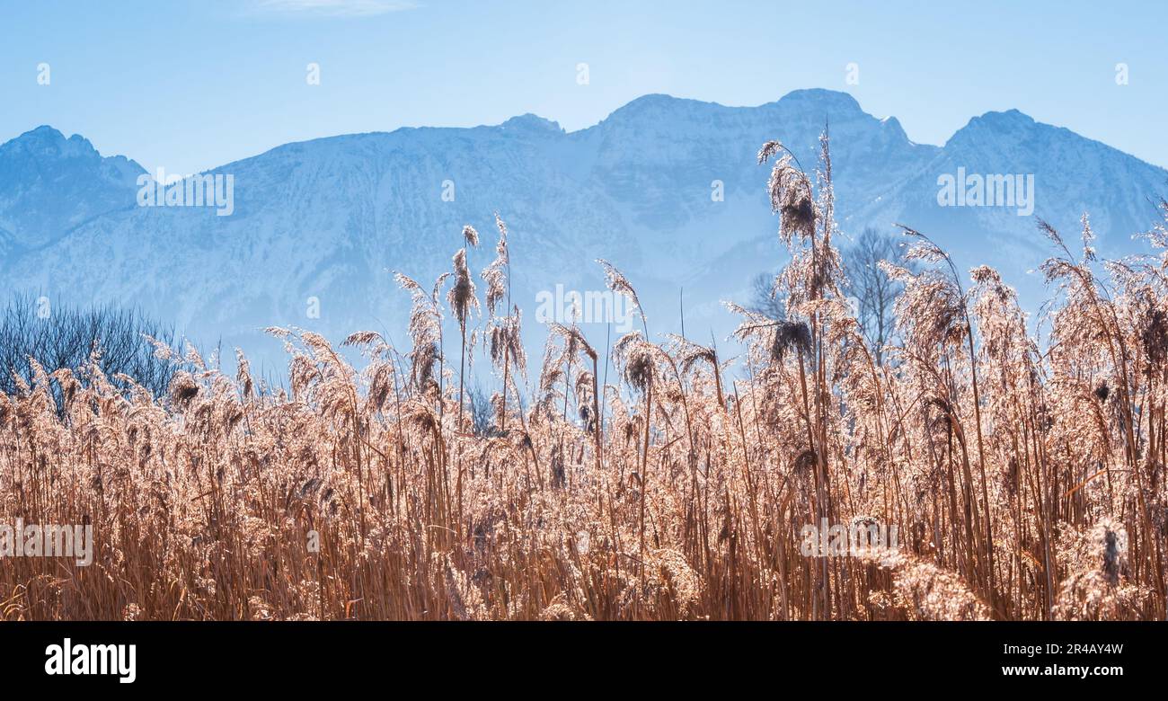 Golden field tall grass hi-res stock photography and images - Alamy