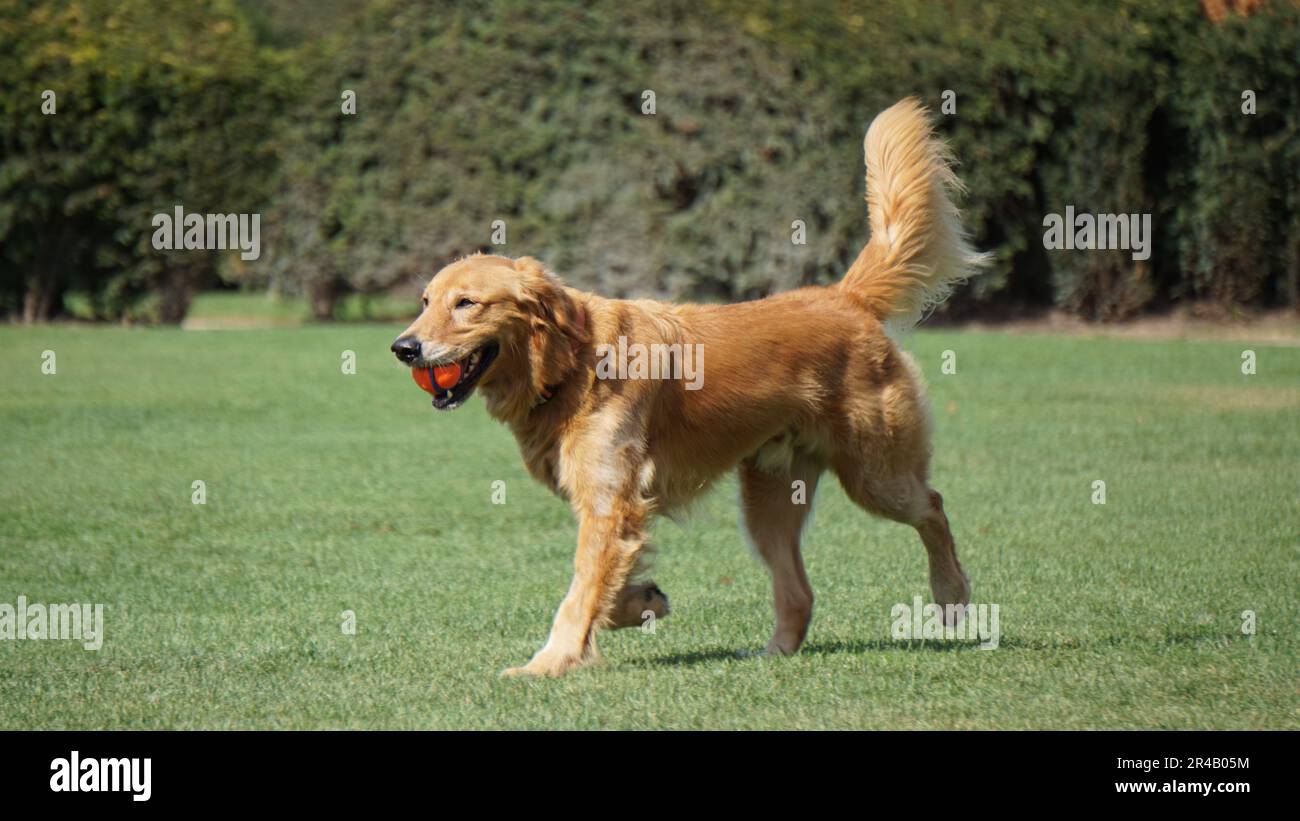 A Golden Retriever carrying a ball in its mouth Stock Photo