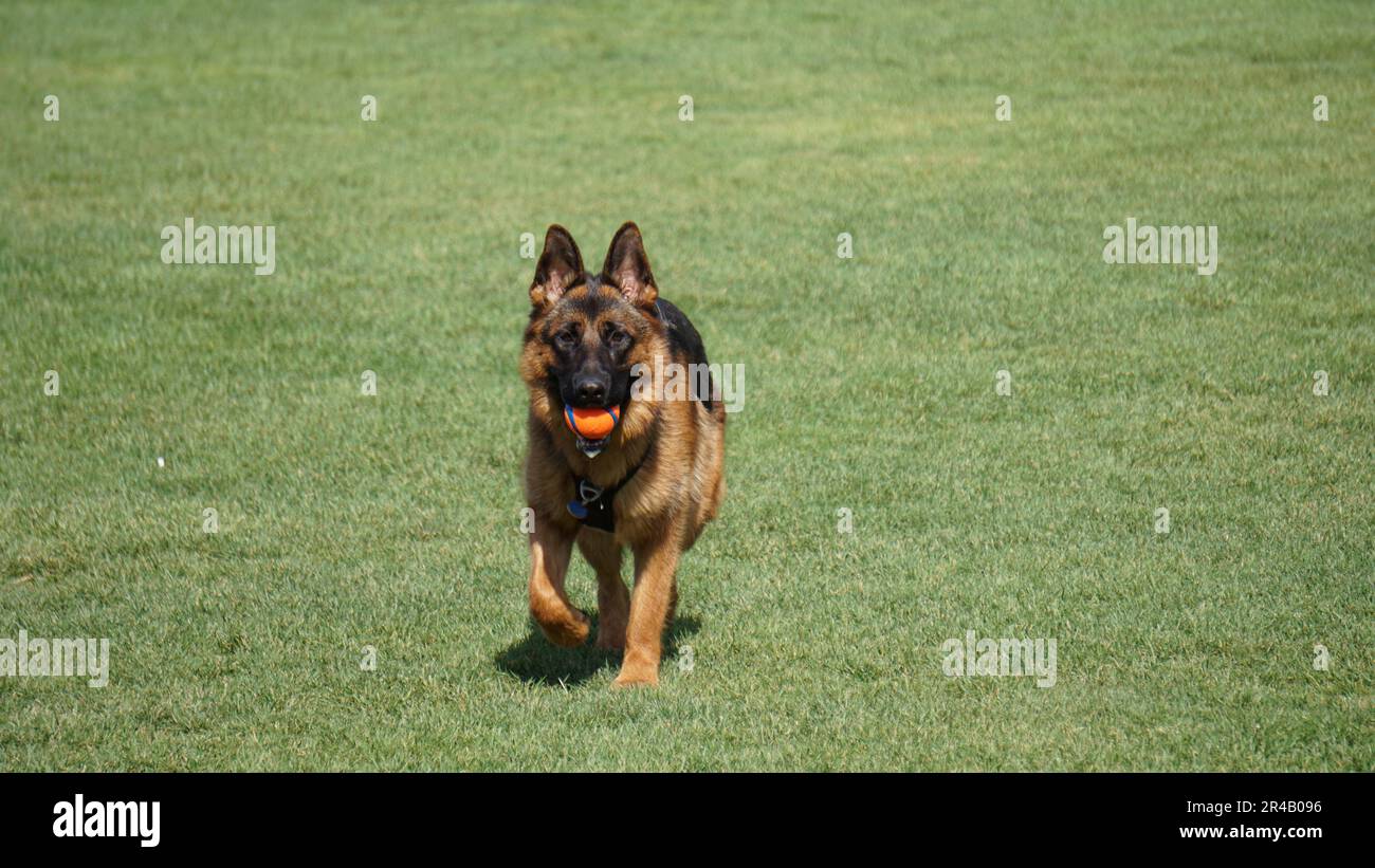 A German Shepherd carrying a ball in its mouth Stock Photo