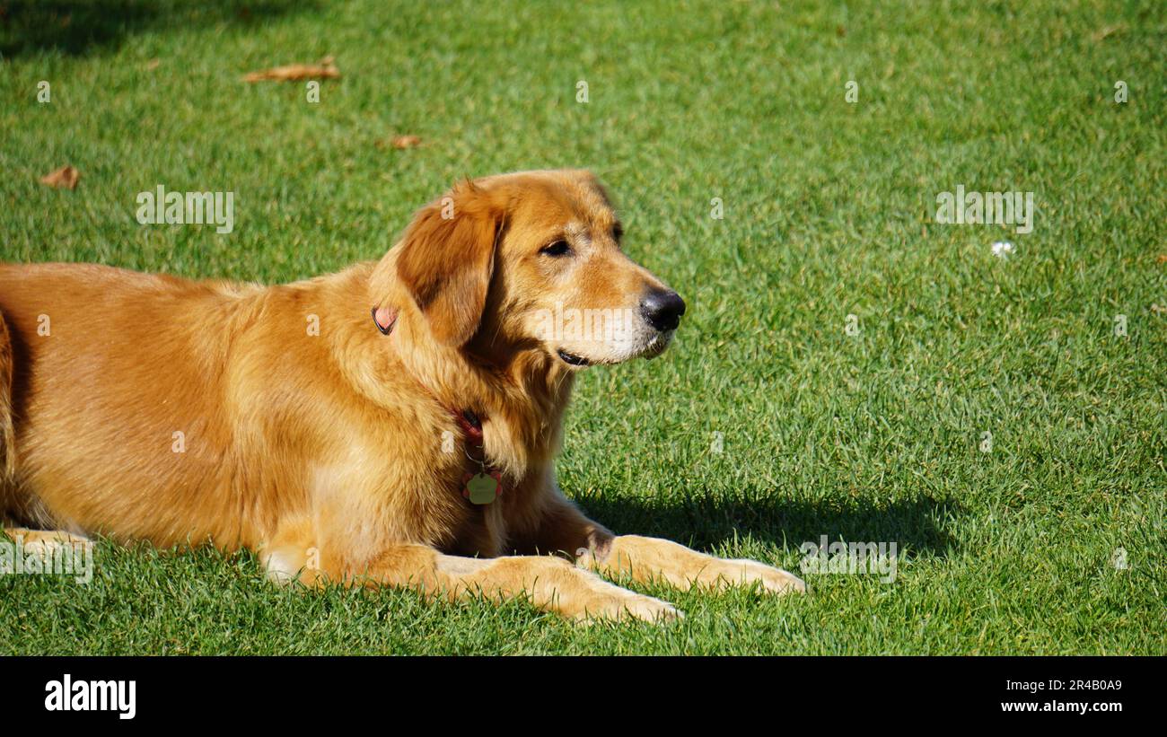 Golden retriever lying on grass hi-res stock photography and images - Alamy