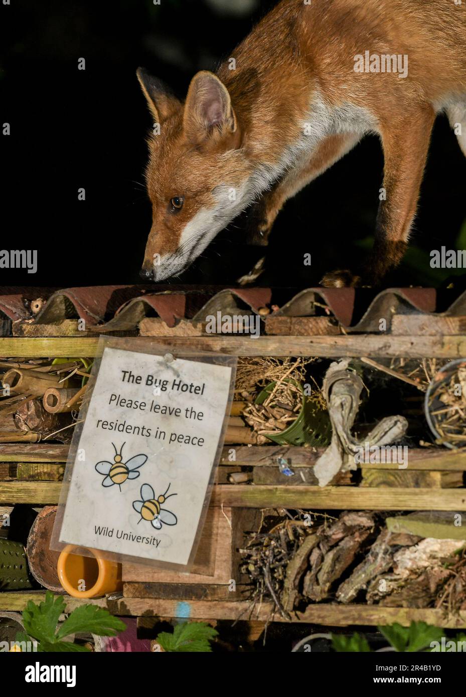Uk town fox hi-res stock photography and images - Alamy