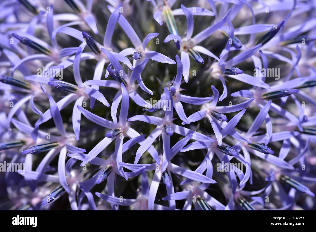 Featuring intricate petal details hi-res stock photography and images ...