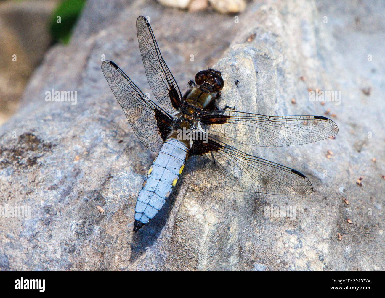 A male Scarce Chaser, Libellula Fulva, dragonfly. The male is about 45mm in length with an average wingspan of 74mm. Loss of habitat in UK is worrying. Stock Photo