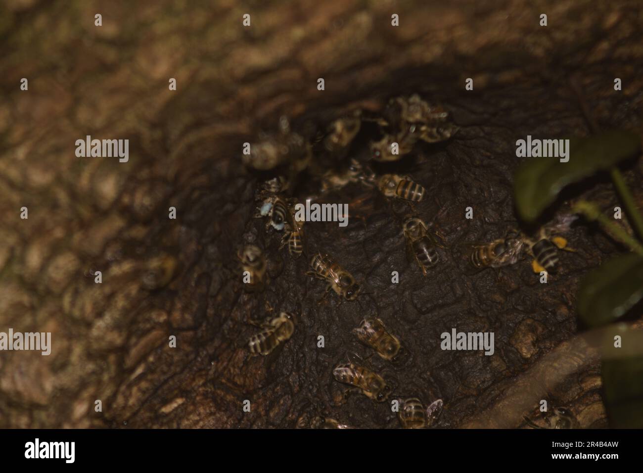 Close-up of a tree branch with various species of bees and other ...