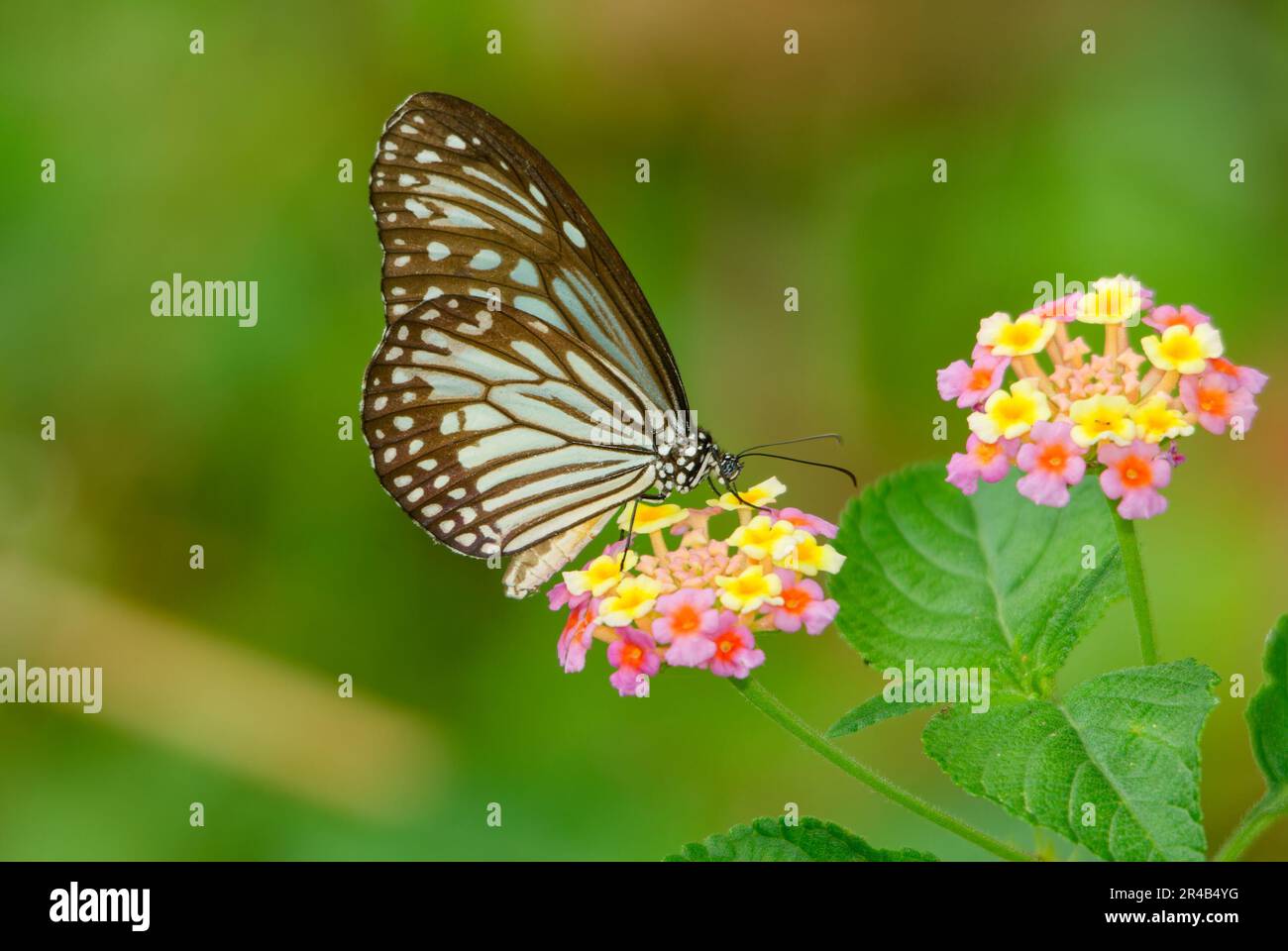 Gentle sun on wildflowers hi-res stock photography and images - Alamy