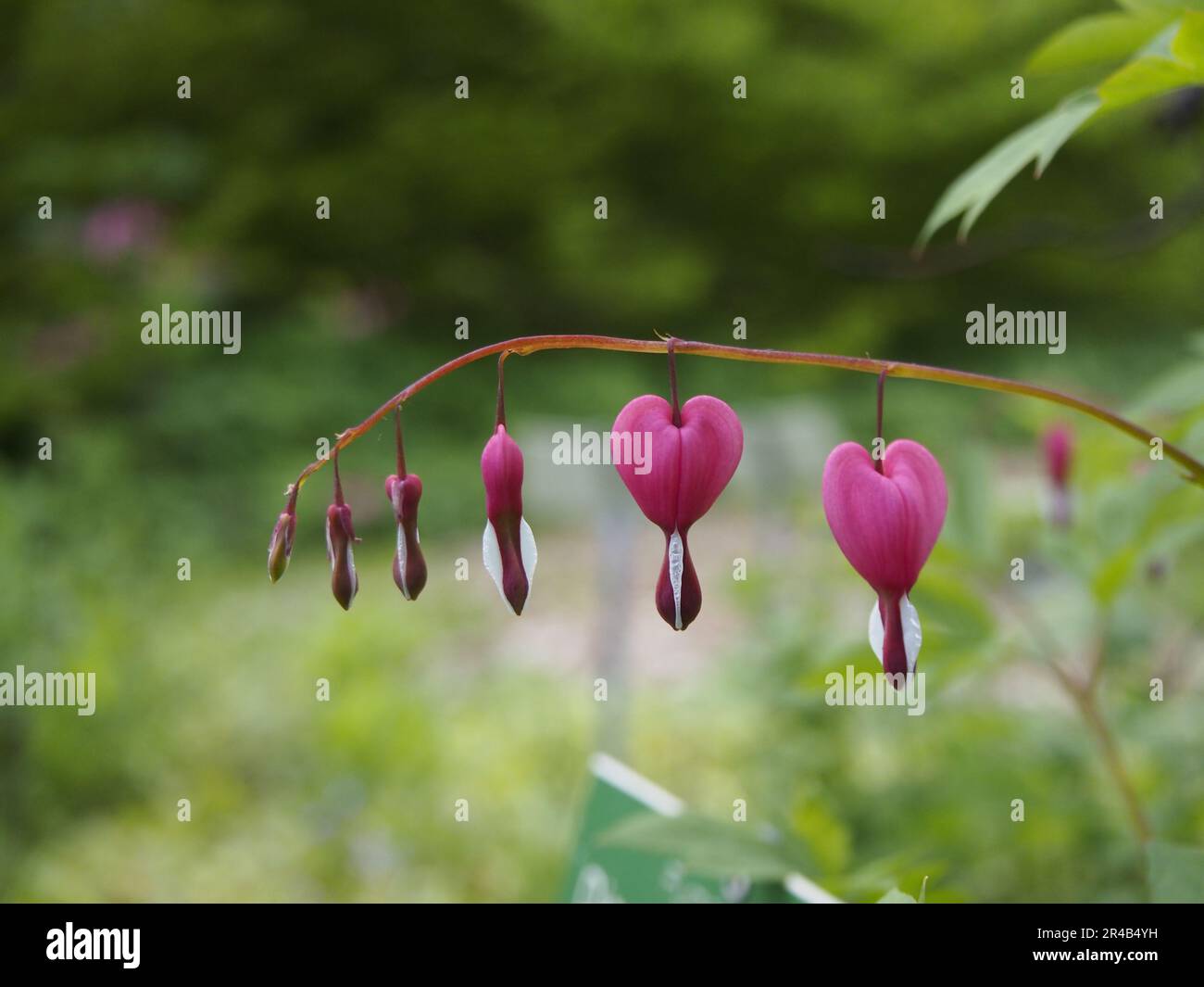 An idyllic landscape featuring an array of vibrant purple bleeding