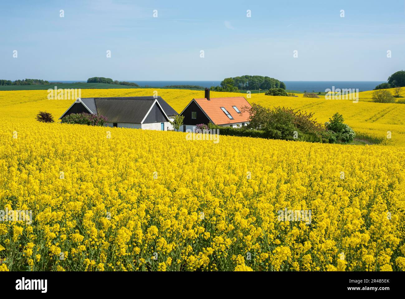 Landscape with blooming rapeseed fields in Ystad municipality, Scania ...