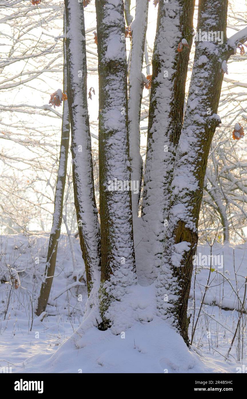 Group of trees in winter with snow Stock Photo - Alamy
