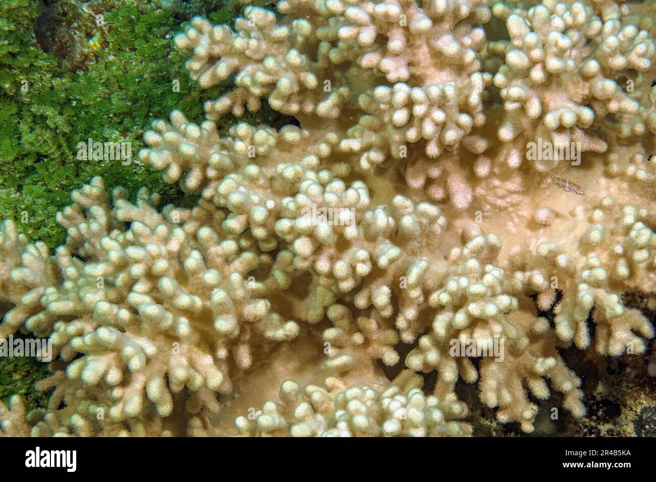Right Leather coral (Sinularia) growing next to left Halimeda alga (Halimeda copiosa), Indian Ocean, Mascarene Islands, Mauritius Stock Photo