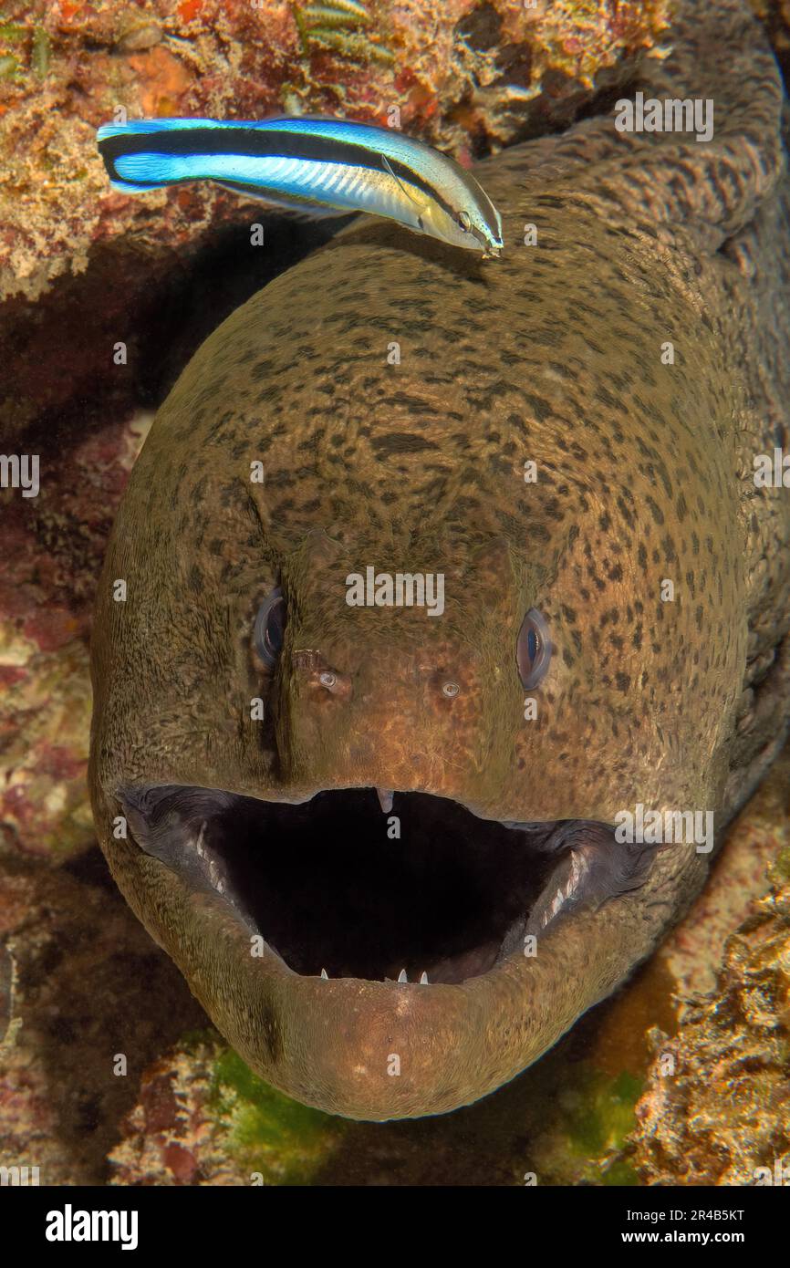 Symbiotic behaviour Symbiosis of giant moray (Gymnothorax javanicus) with open mouth looks directly at observer lets cleaner wrasse bluestreak Stock Photo