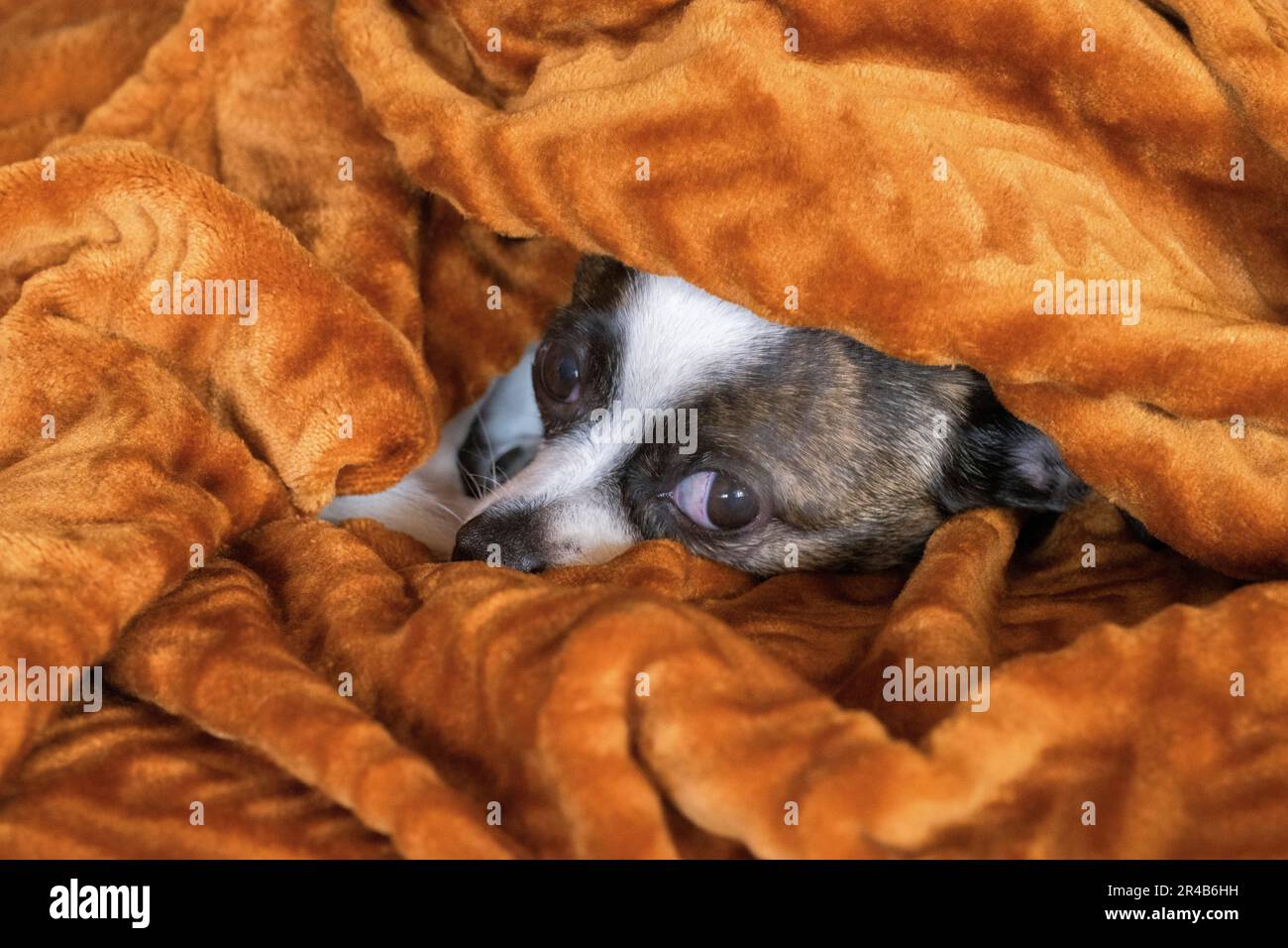 Dog hiding under outlet blanket