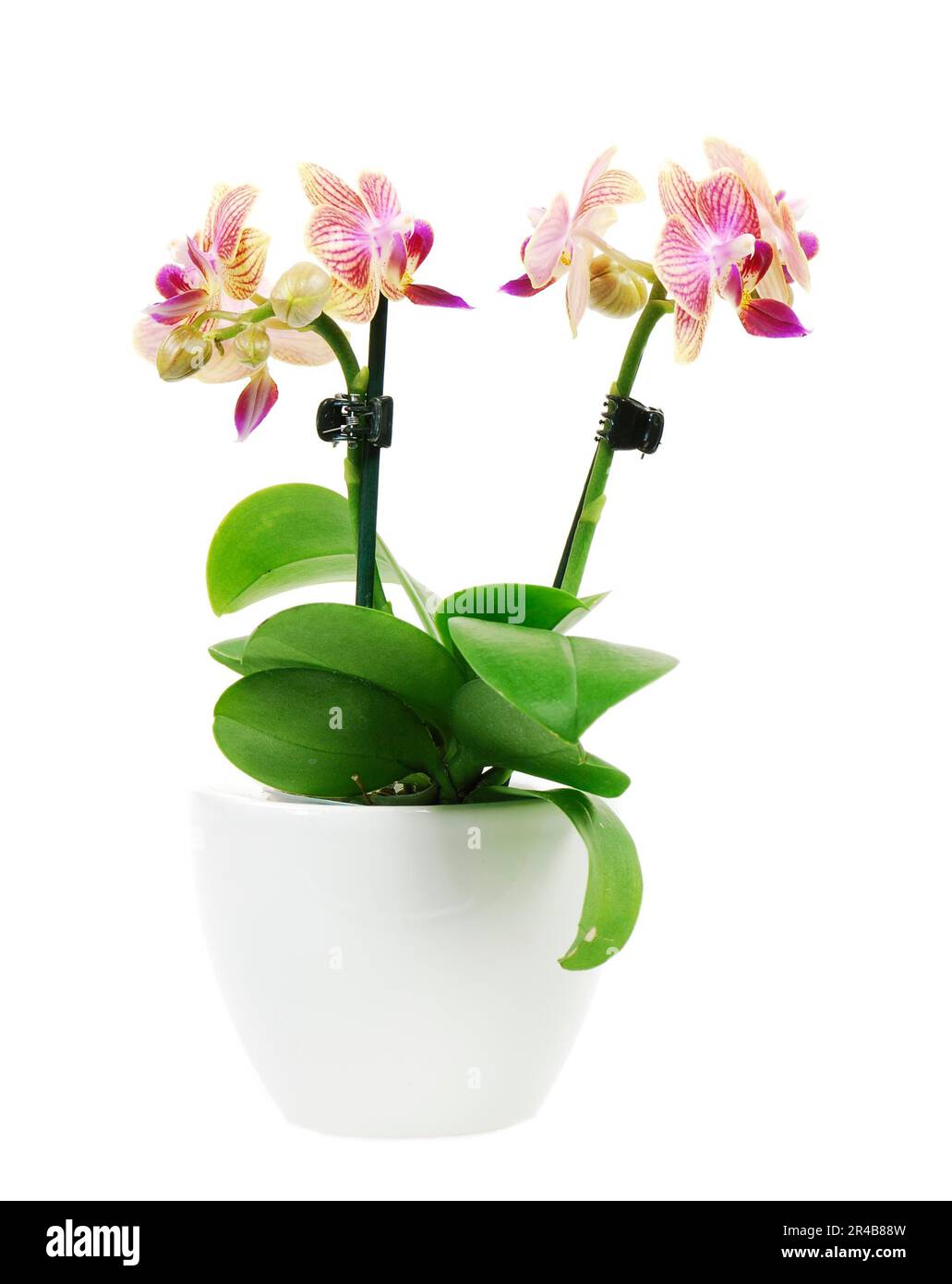 Isolated orchid flower in a white ceramic flower pot Stock Photo