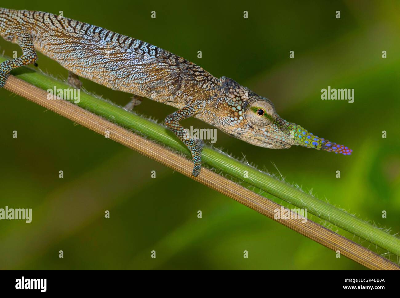 Long-nosed chameleon (Calumma gallus) on branch, male, Vohimana ...