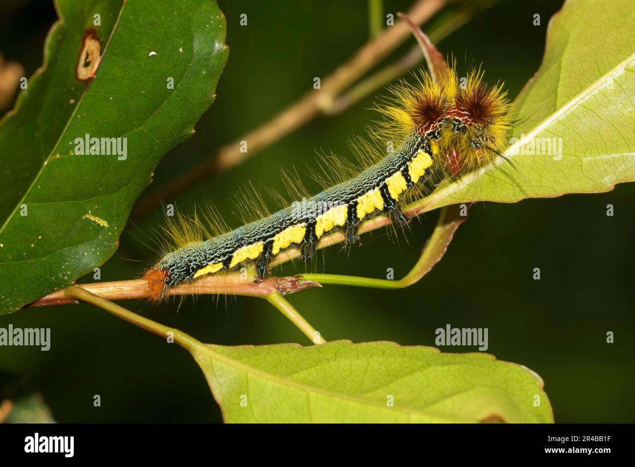 Colourful caterpillar with irritant hairs on leaf in Joffreville
