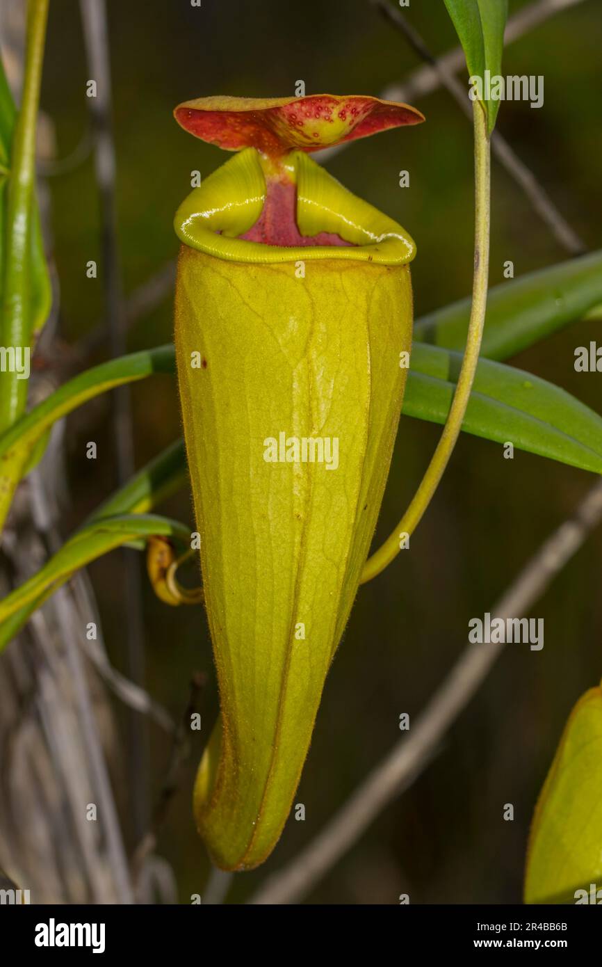 Climbing pitcher of a carnivorous pitcher plant (Nepenthes madagascariensis), near Toamasina, eastern Madagascar, Madagascar Stock Photo