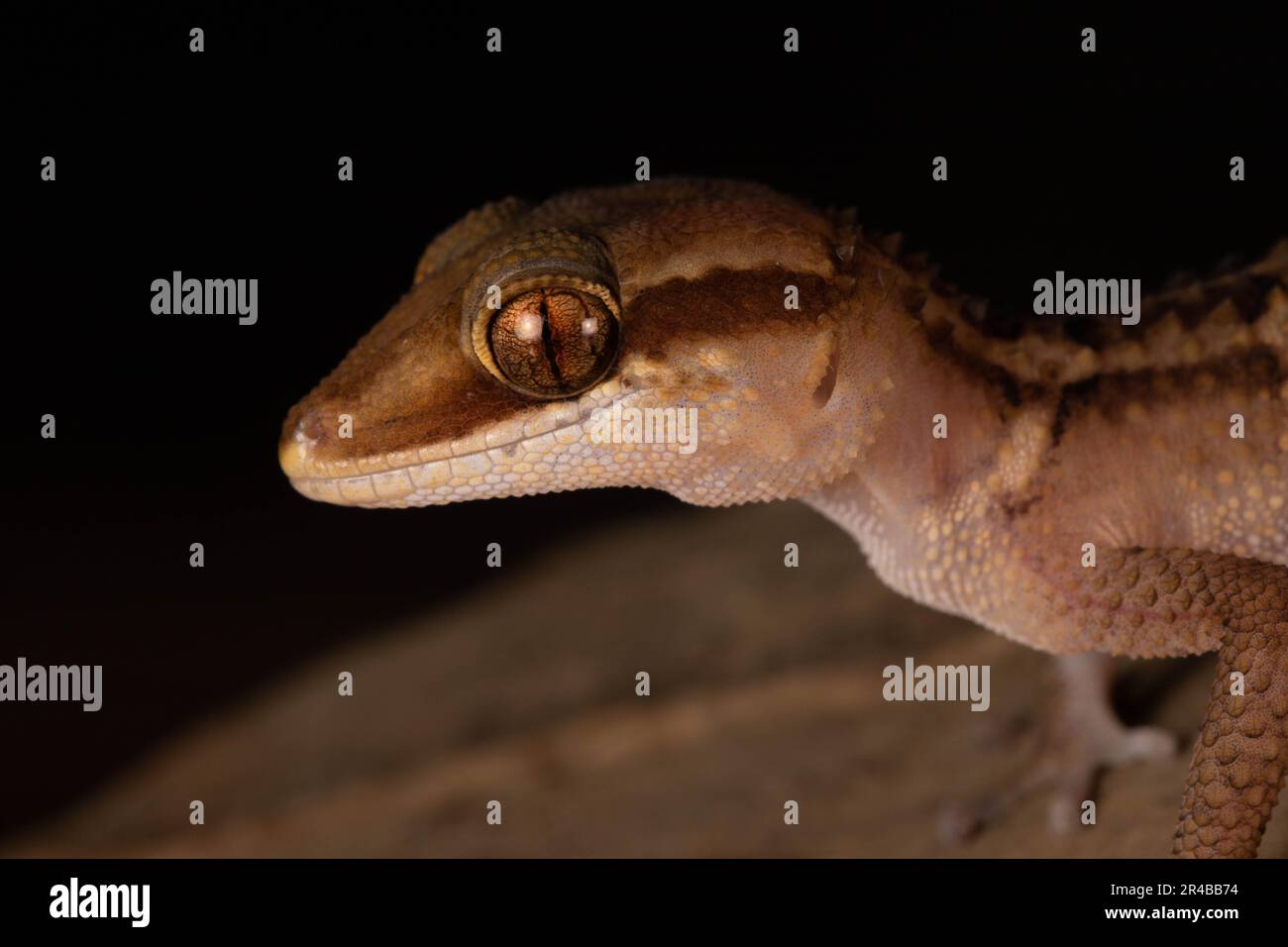 Stumpff's ground gecko (Paroedura stumpffi), portrait, on rock in Ankify, northern Madagascar, Madagascar, East Africa Stock Photo