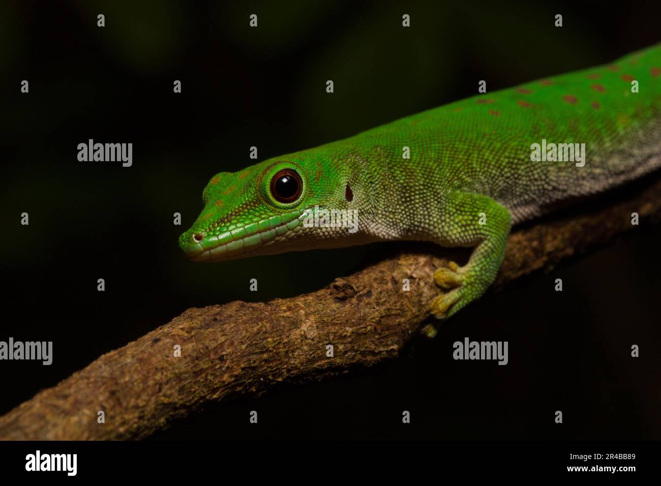 Koch's day gecko (Phelsuma kochi), portrait, on branch in dry forest of ...