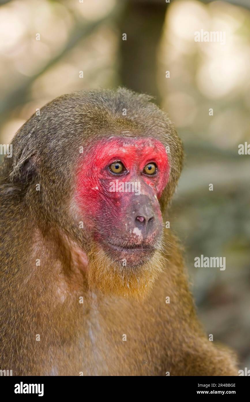 Rhesus macaque (Macaca mulatta), Cat Tien National Park, Vietnam Stock Photo