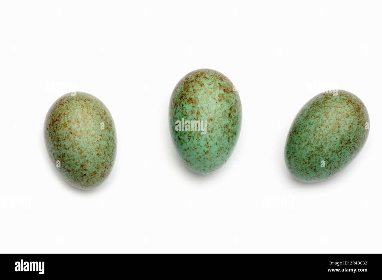 Blackbird (Turdus merula), eggs, blackbird Stock Photo