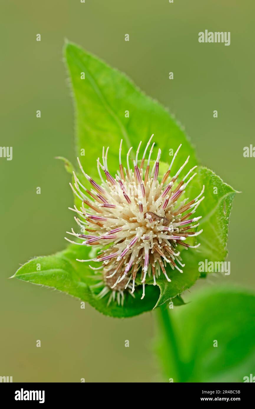 Cabbage Thistle (Cirsium oleraceum), Bavaria, Germany Stock Photo