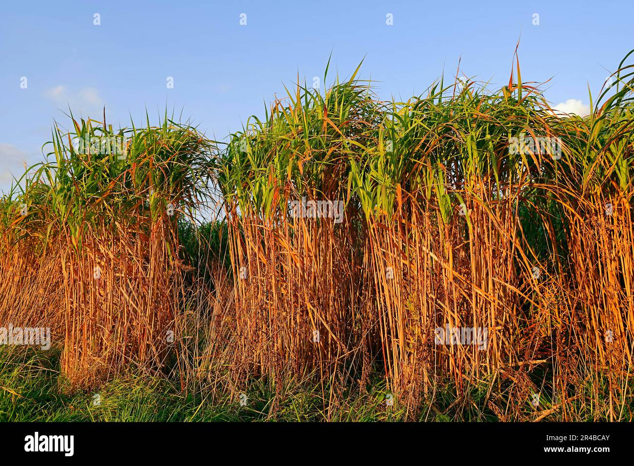 Giant Chinese Silver Grass (Miscanthus floridulus), Japanese Silver Grass, Japanese Silvergrass Stock Photo